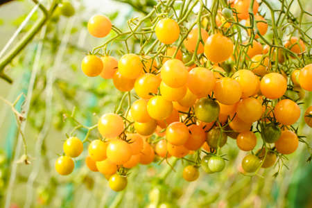 Tomatoes in the greenhouse. Harvest tomatoes in the farm garden. Fresh vegetables from the garden.の写真素材