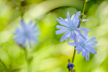 Chicory. Chicory flowers growing in nature. Plant used in cooking and dietary foodの写真素材