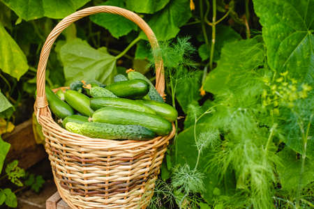 Harvest cucumbers in the greenhouse. A full basket of vegetables. summer harvestの写真素材