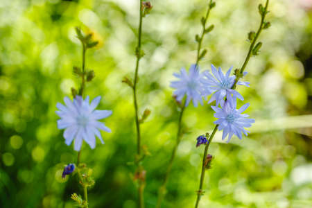 Chicory. Chicory flowers growing in nature. Plant used in cooking and dietary foodの写真素材