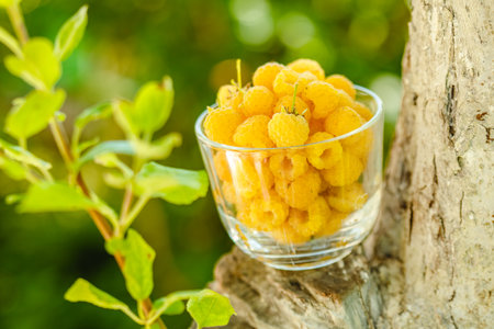 Raspberry yellow. Bright sweet summer berries. Vegetarian healthy dessert in a mug on the background of nature.の写真素材