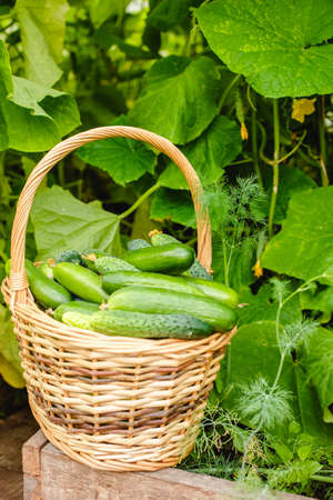 Harvest cucumbers in the greenhouse. A full basket of vegetables. summer harvestの写真素材