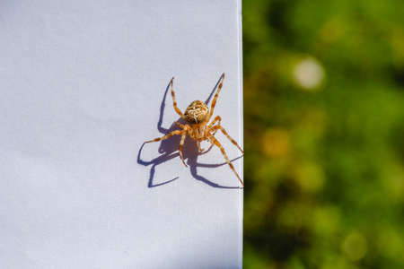 Spider cross. Wild dangerous poisonous arachnid. Arachnophobia. Fear of insects.の写真素材