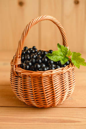 Black currant grows on the branches in the summer in the garden. fresh tasty berriesの写真素材