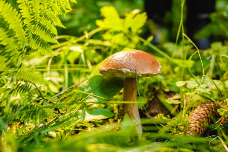 Mushrooms in the forest. Autumn outdoor recreation. diet foodの写真素材