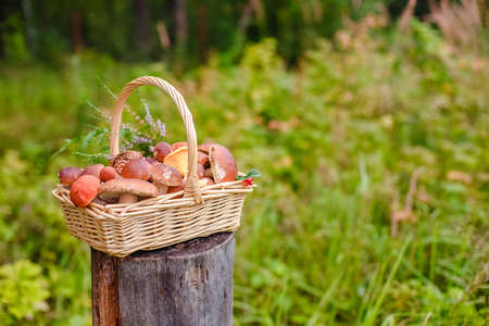Mushrooms in a basket. autumn forest gifts.の写真素材