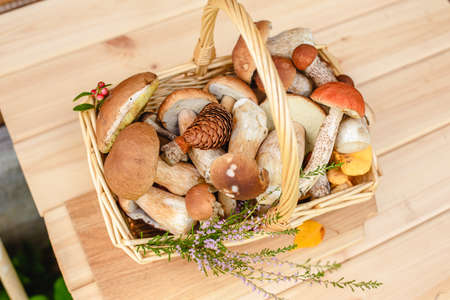 Mushrooms in a basket. autumn forest gifts.の写真素材