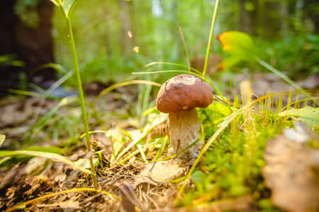 Mushrooms in the forest. Autumn outdoor recreation. diet foodの写真素材