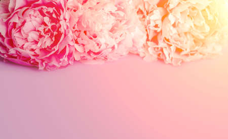 Peonies, bouquet, frame, postcard, mother's day, birthday. Summer or spring flowers.の写真素材