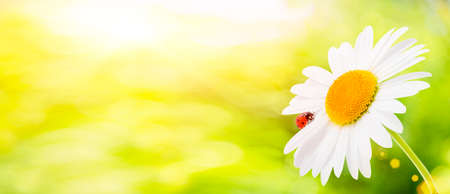 Ladybug is sitting on camomile against the sun. Summer scene on the background of plants and sunlight. Landscapeの写真素材