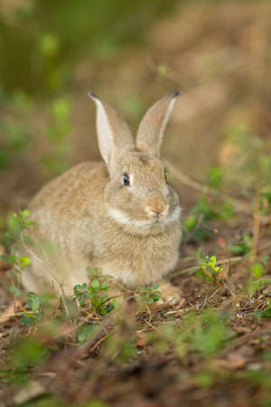 Easter Bunny. Rabbit in green grass and flowers. Cute hare outdoors in a natural environment
