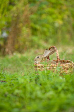 Easter Bunny. Rabbit in green grass and flowers. Cute hare outdoors in a natural environment