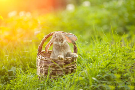 Easter Bunny. Rabbit in green grass and flowers. Cute hare outdoors in a natural environmentの写真素材