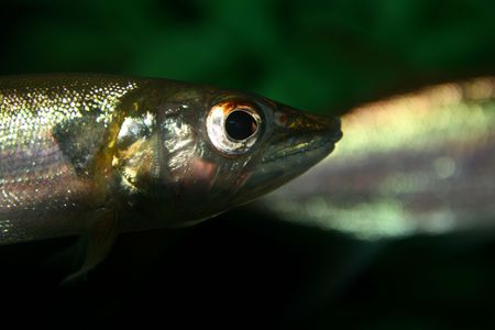 fish