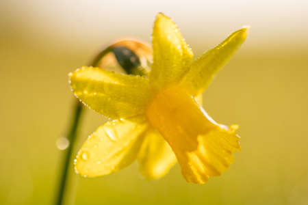 Yellow daffodils in morning light with dew drops.の写真素材