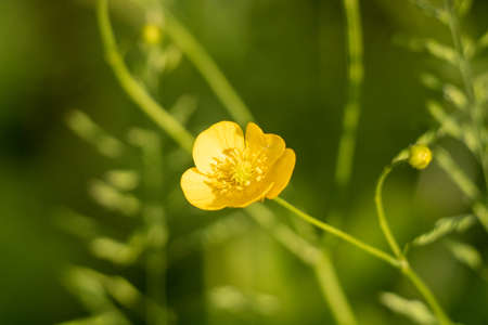 Buttercup.の写真素材