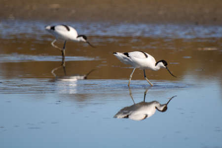 Avocet at the Landje van Gruijters near Spaarndam, North Holland.の写真素材