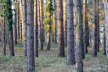 The morning sun through the trees in the forest of the Kennemerduinen near Driehuis.の写真素材