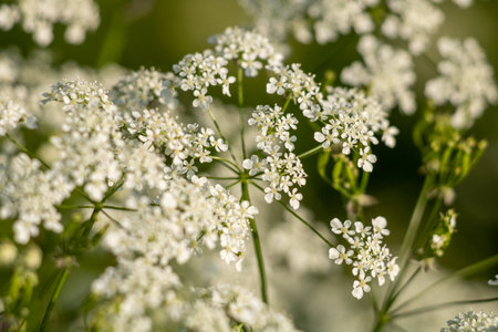 cow parsley.