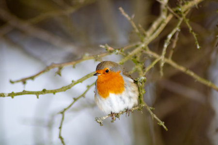 Robin in the Kennemer dunes.の写真素材