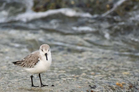 Sandpiper on the pier of IJmuiden.の写真素材
