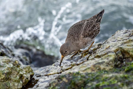 Purple sandpiper on the pier of IJmuidenの写真素材