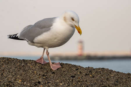 Herring Gull on the South Pier, with the North Pier Lighthouse in the background. IJmuiden/Wijk aan Zeeの写真素材