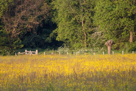 Flower field at the Beeckestein estate, Velsen.の写真素材