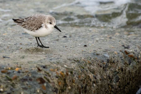 Sandpiper on the pier of IJmuidenの写真素材