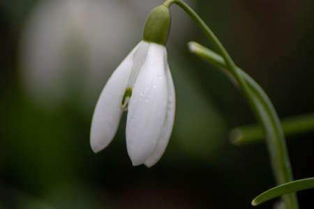 Snowdrops come up and herald spring.の写真素材