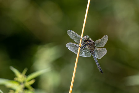 Dragonfly on a stemの写真素材