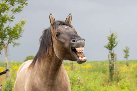 Konik horse in Oostvaardersplassen.の写真素材