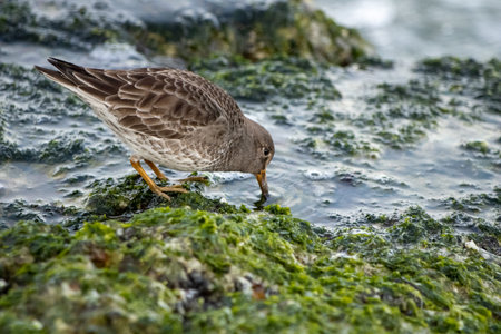 Purple sandpiper on the pier of IJmuidenの写真素材