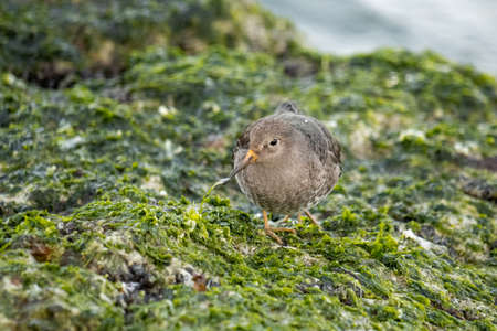 Purple sandpiper on the pier of IJmuidenの写真素材