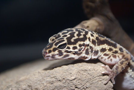 lizard sitting on a rock