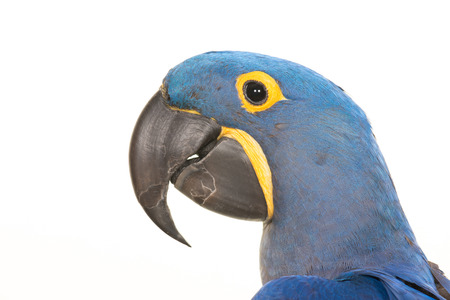 Hyacinth macaw portrait close upの写真素材