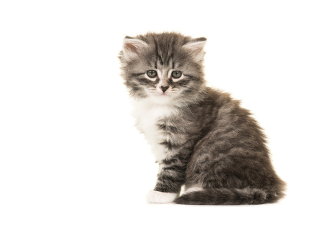 Cute Norwegian Forest baby cat kitten sitting facing the camera isolated on a white backgroundの写真素材