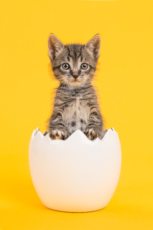 Cute tabby baby cat kitten in a white egg shell on a yellow backgroundの写真素材