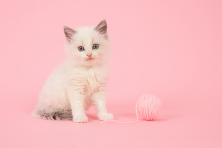 Cute longhair baby ragdoll cat sitting with a ball of pink wool on a pink backgroundの写真素材