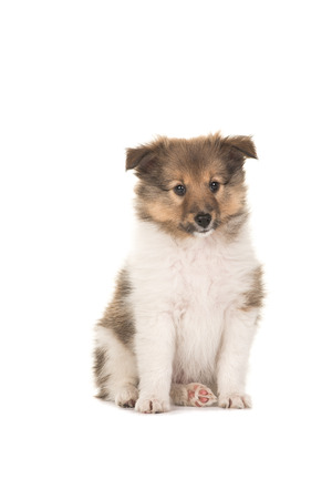 Cute sitting sheltie shetland sheepdog puppy facing the camera isolated on a white backgroundの写真素材