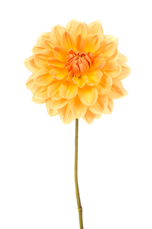 Single blooming orange chrysanthemum flower with stalk isolated on a white backgroundの写真素材