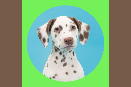 Cute sitting brown and white dalmatian puppy dog on a blue background with a colourfull green and brown frame facing the cameraの写真素材