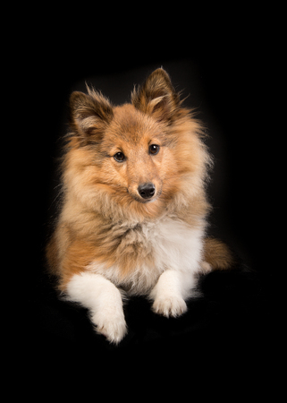 Pretty sheltand sheepdog lying down in front of a black background facing the cameraの写真素材