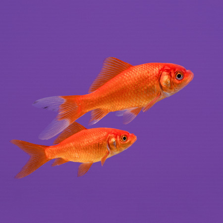 Two swimming orange goldfish on a purple backgroundの写真素材