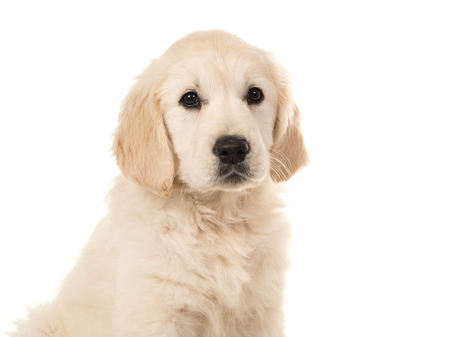 Cute blond golden retriever puppy portrait facing the camera isolated on a white backgroundの写真素材