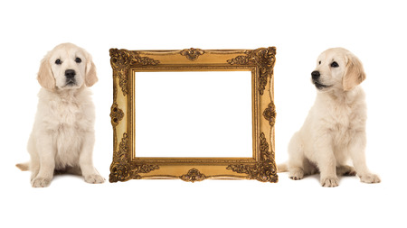 Golden victorian picture frame isolated on a white background with two golden retriever puppy's on the side with room for text inside the frameの写真素材