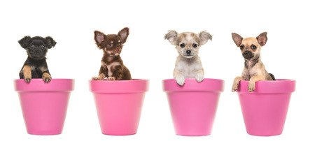 Four cute chihuahua puppy dogs in pink flower pots on a white backgroundの写真素材