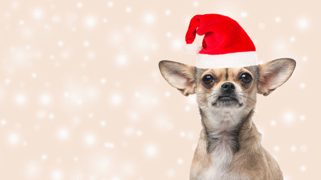 Cute chihuahua dog portrait facing the camera wearing santa's hat on a christmas bokeh background as a christmas cardの写真素材