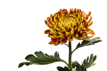 Blooming yellow and red chrysanthemum flower with leaves and steel on a white backgroundの写真素材