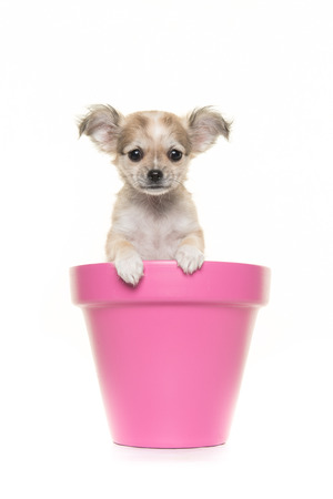 Cute chihuahua puppy in a pink flower pot facing the camera on a white backgroundの写真素材